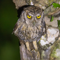 Tropical Screech-Owl